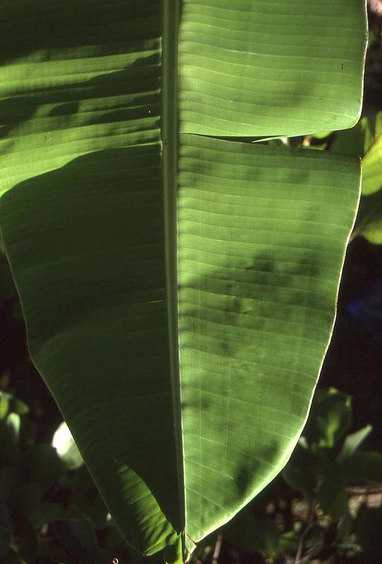 WT 0400 100-29 Australia.jpg